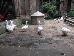 Geese in the garden of the cloister of the Cathedral of Santa Eulalia