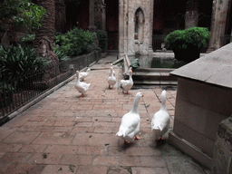 Geese in the garden of the cloister of the Cathedral of Santa Eulalia