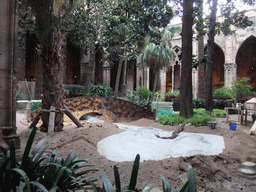 The garden of the cloister of the Cathedral of Santa Eulalia