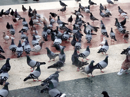 Pigeons at the Plaça de Catalunya square