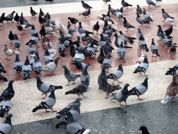 barcelona_3_173 - 401 kb - 1024x768 - Pigeons at the Plaça de Catalunya square Pigeons at the Plaça de Catalunya square