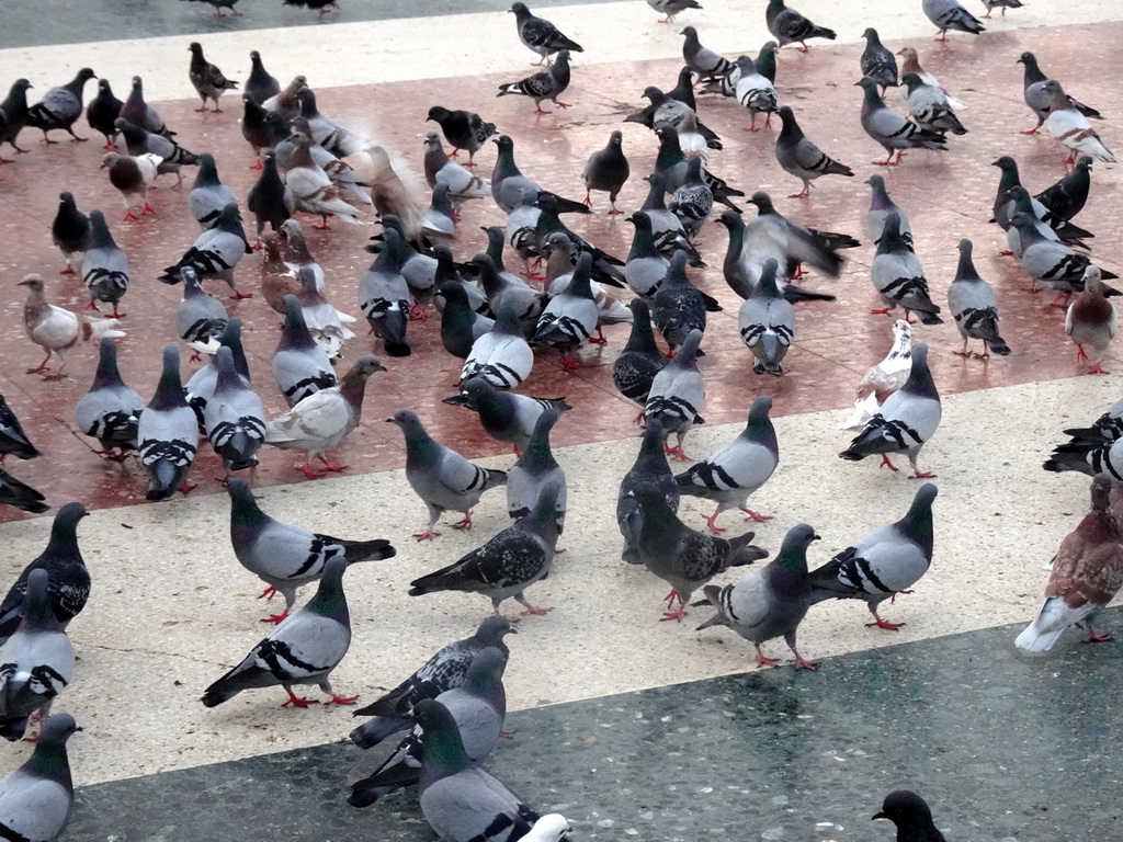 Pigeons at the Plaça de Catalunya square