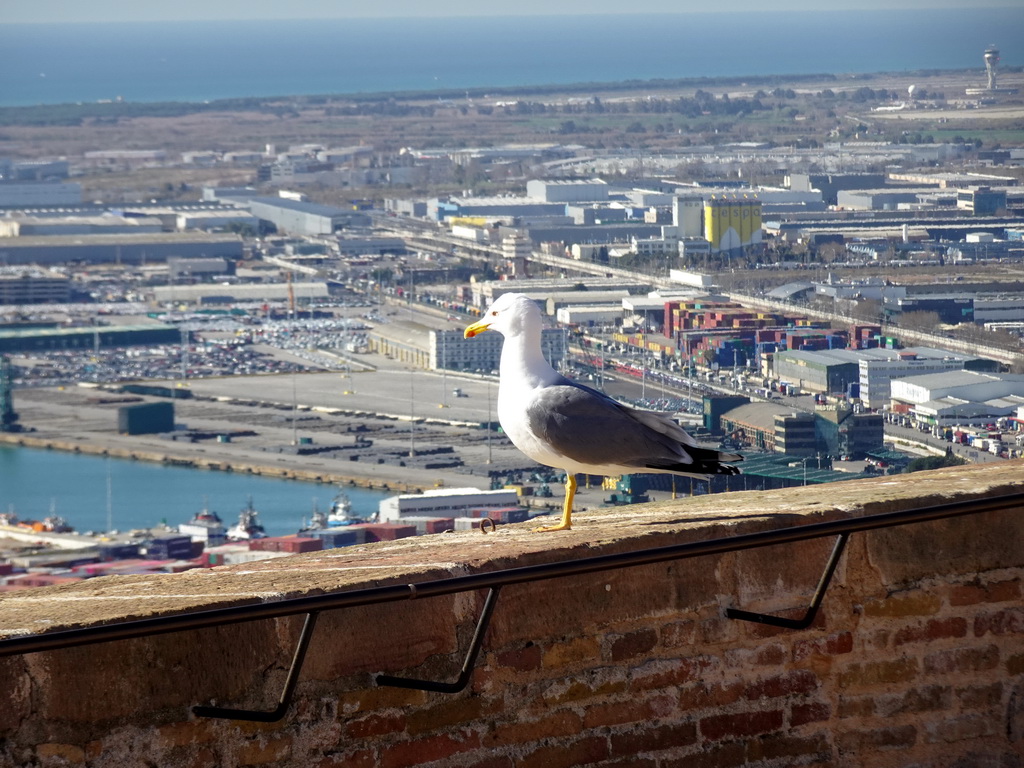 Seagull at the Sea Rampart of the Montjuïc Castle at the southeast side of the Montjuïc hill, with a view on the Port de Barcelona harbour