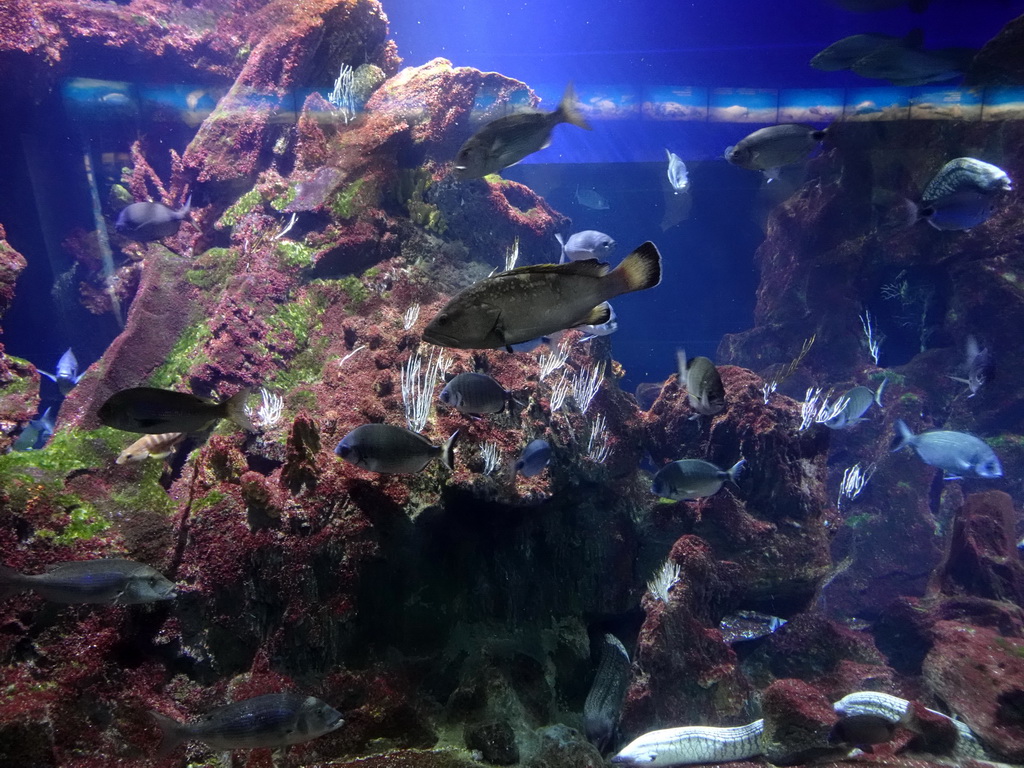 Fish and coral at the Aquarium Barcelona