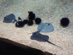 Stingrays and Sea Urchins at the Aquarium Barcelona