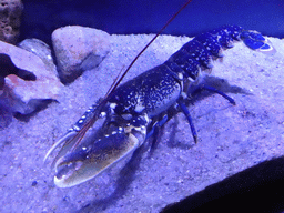 Lobster at the Aquarium Barcelona