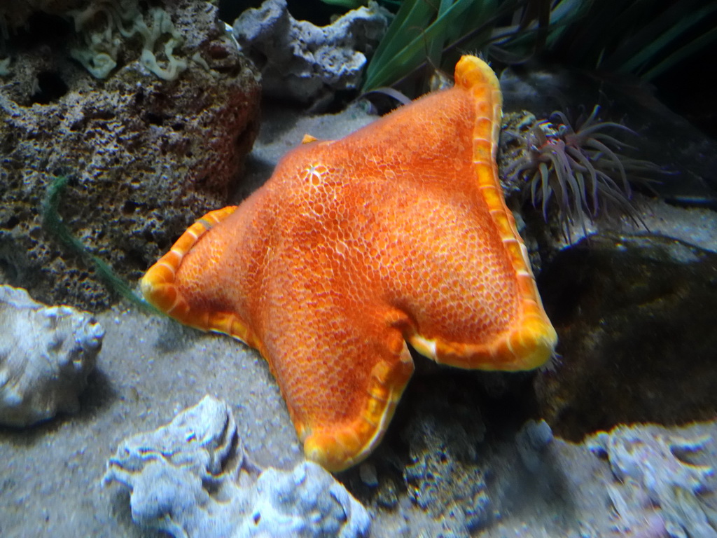 Starfish at the Aquarium Barcelona