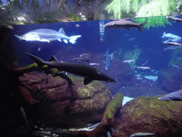 Belugas and other fish at the Aquarium Barcelona