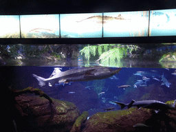 Belugas and other fish at the Aquarium Barcelona, with explanation