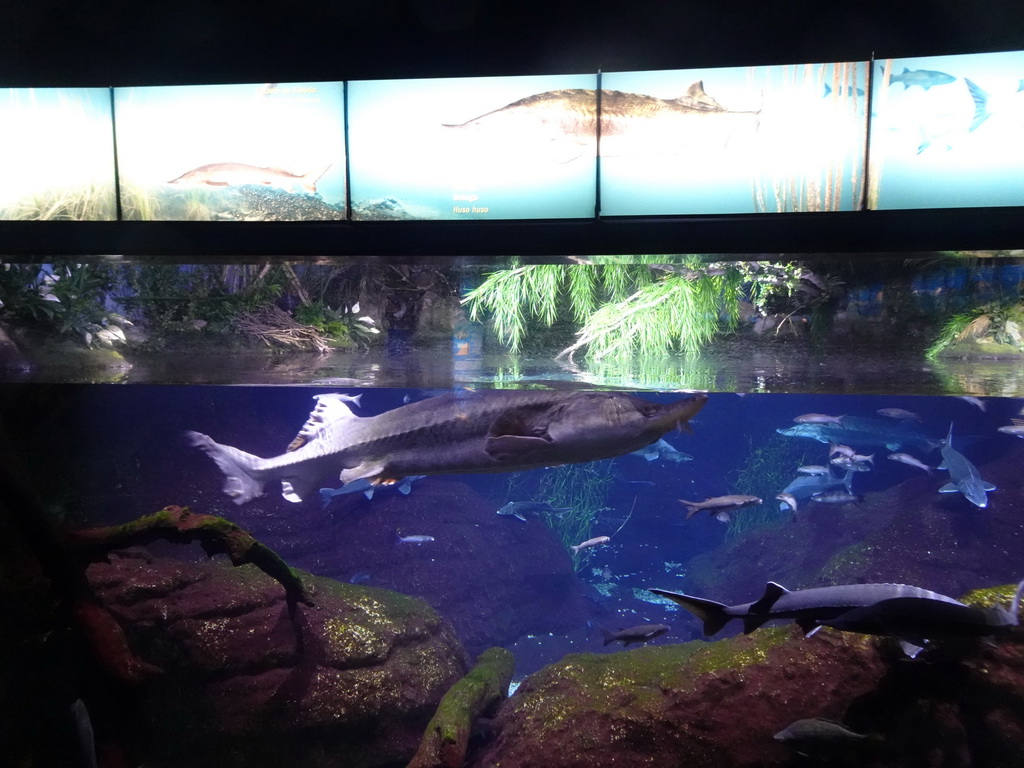 Belugas and other fish at the Aquarium Barcelona, with explanation