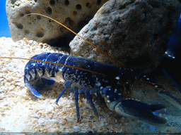 Lobster at the Aquarium Barcelona