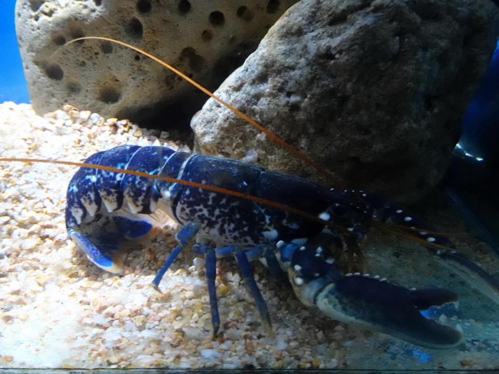 Lobster at the Aquarium Barcelona
