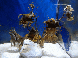 Stingray eggs at the Aquarium Barcelona