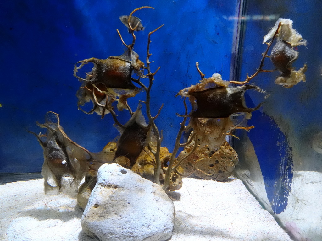 Stingray eggs at the Aquarium Barcelona