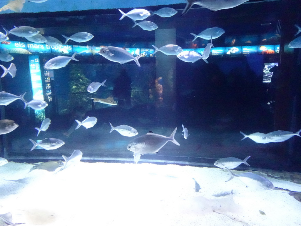 Pompanos at the Aquarium Barcelona