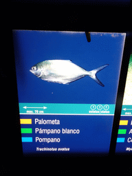 Explanation on the Pompano at the Aquarium Barcelona