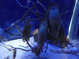 Shark eggs at the Aquarium Barcelona