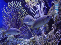 Fish at the Aquarium Barcelona