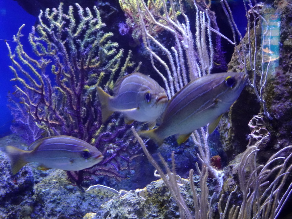 Fish at the Aquarium Barcelona