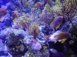 Swallowtail Sea Perches and coral at the Aquarium Barcelona
