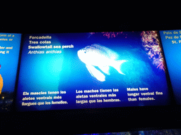 Explanation on the Swallowtail Sea Perch at the Aquarium Barcelona