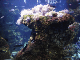 Fish and Sea Anemones at the Aquarium Barcelona
