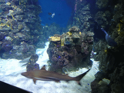 Sharks, other fish and coral at the Aquarium Barcelona