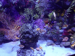 Boarfish, other fish and coral at the Aquarium Barcelona