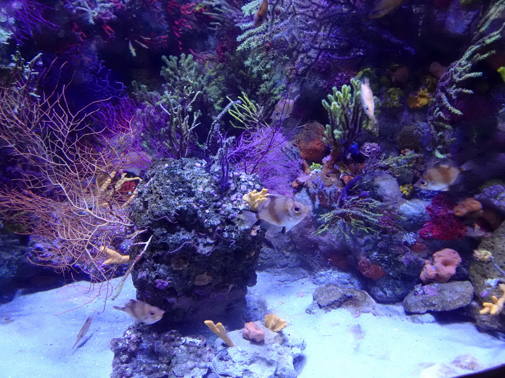 Boarfish, other fish and coral at the Aquarium Barcelona