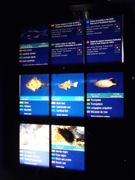 Explanation on the Boarfish, Cardinal Fish, Longspine Snipefish, Violescent Sea-whip and Black Sea Urchin at the Aquarium Barcelona