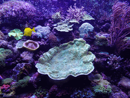 Fish and coral at the Aquarium Barcelona