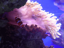 Clownfish and Sea Anemone at the Aquarium Barcelona