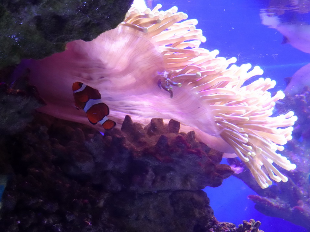 Clownfish and Sea Anemone at the Aquarium Barcelona