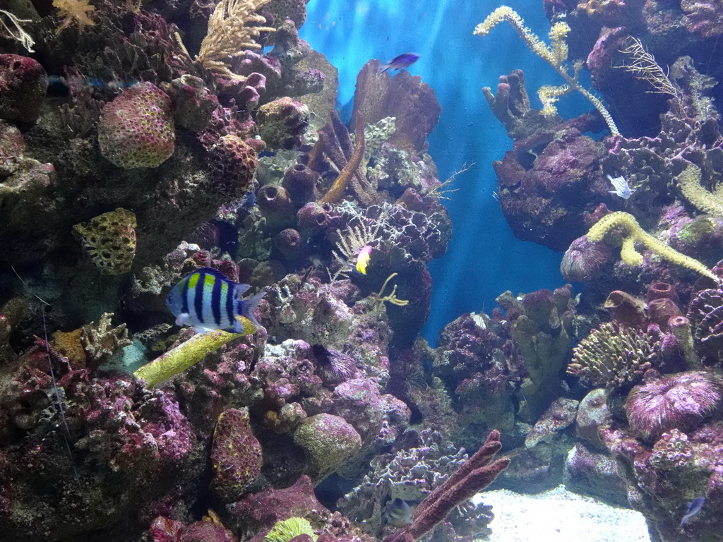 Fish and coral at the Aquarium Barcelona