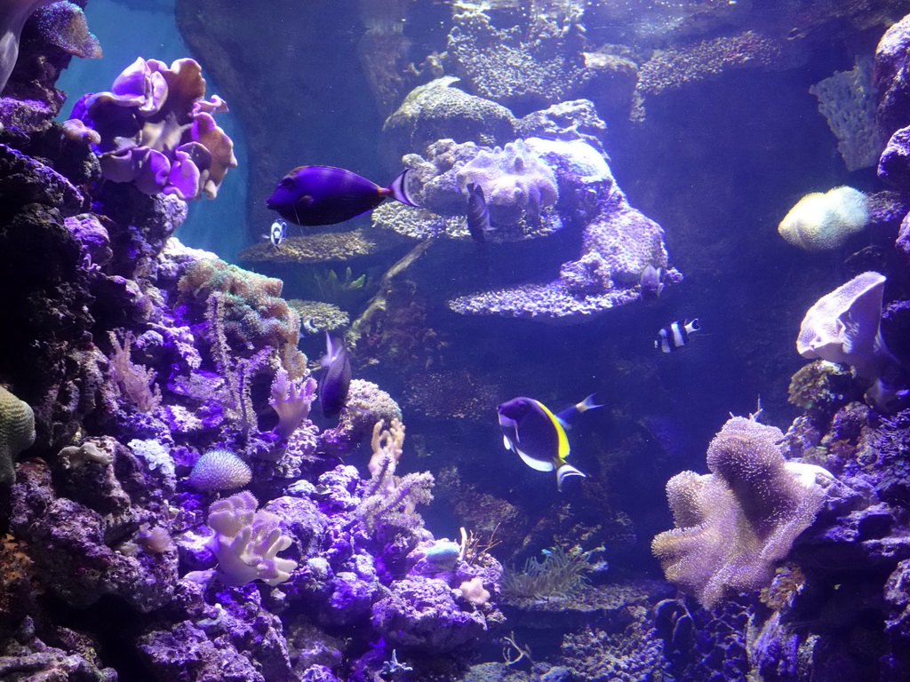 Fish and coral at the Aquarium Barcelona