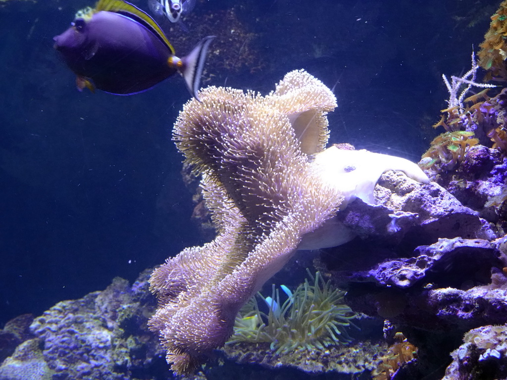 Fish and coral at the Aquarium Barcelona