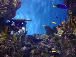 Blue Tang, other fish and coral at the Aquarium Barcelona