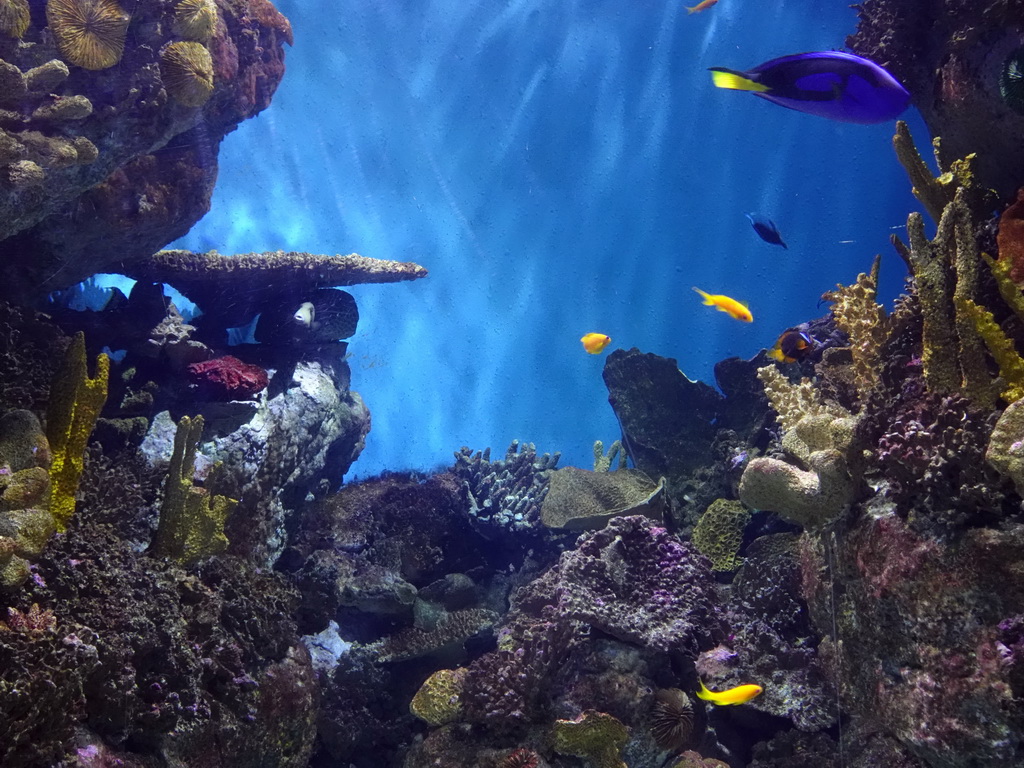 Blue Tang, other fish and coral at the Aquarium Barcelona