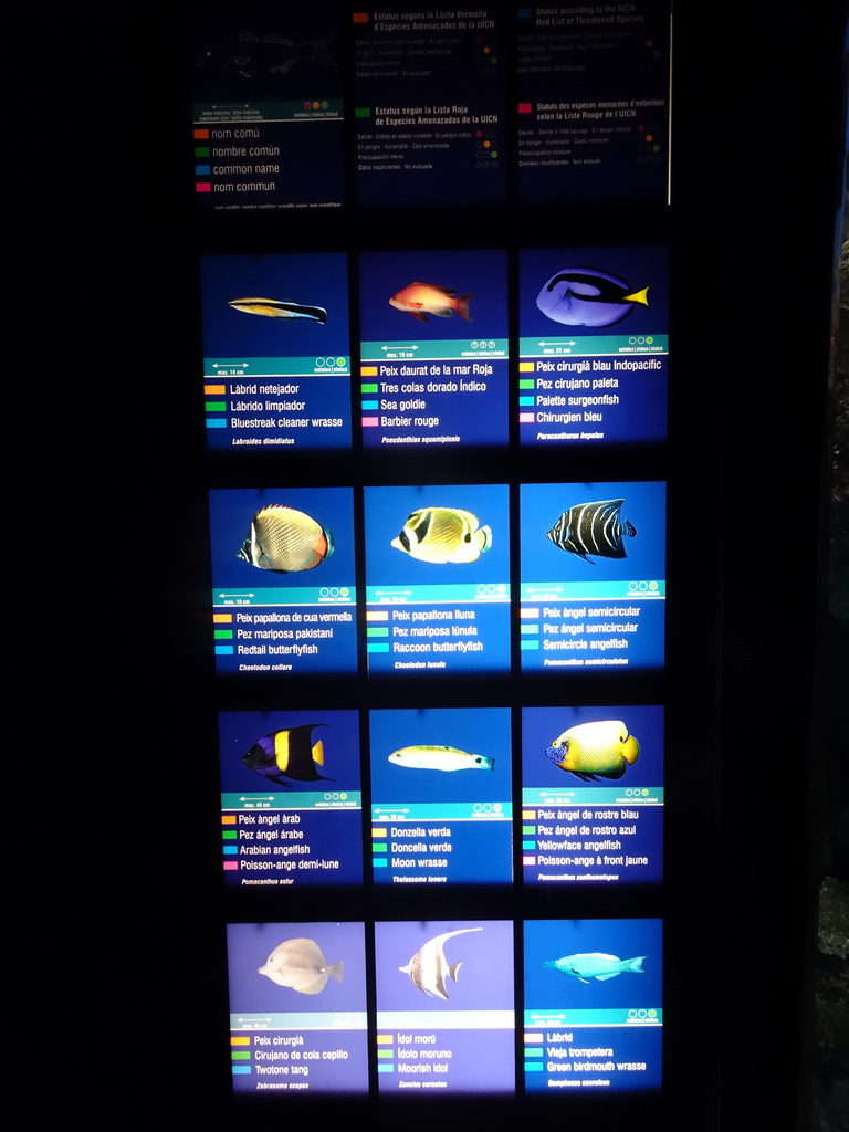 Explanation on several fish species at the Aquarium Barcelona