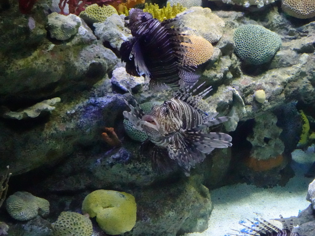 Lionfish and coral at the Aquarium Barcelona