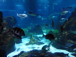 Stingray, Shark and other fish at the Oceanarium at the Aquarium Barcelona