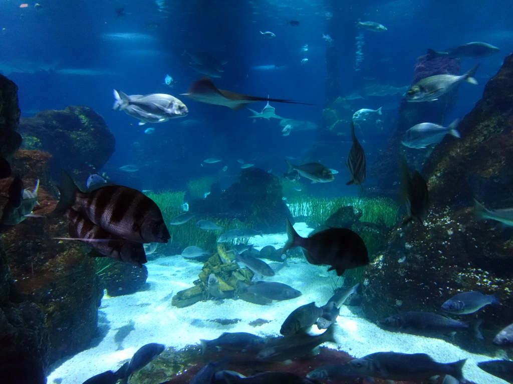 Stingray, Shark and other fish at the Oceanarium at the Aquarium Barcelona