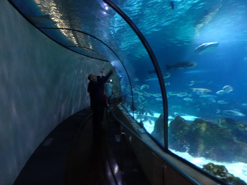 Underwater tunnel at the Oceanarium at the Aquarium Barcelona