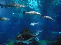 Shark and other fish at the Oceanarium at the Aquarium Barcelona