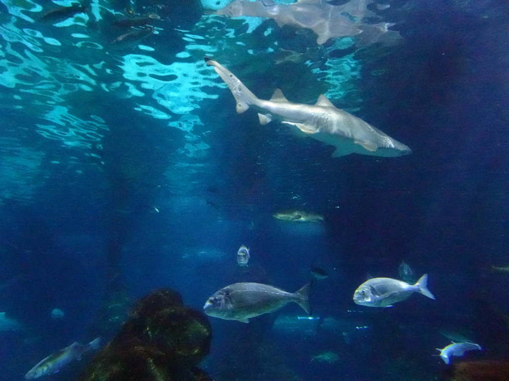 Shark and other fish at the Oceanarium at the Aquarium Barcelona