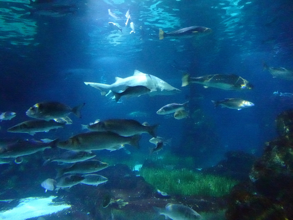 Shark and other fish at the Oceanarium at the Aquarium Barcelona