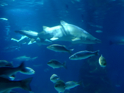 Shark and other fish at the Oceanarium at the Aquarium Barcelona