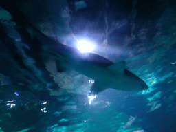 Shark at the Oceanarium at the Aquarium Barcelona