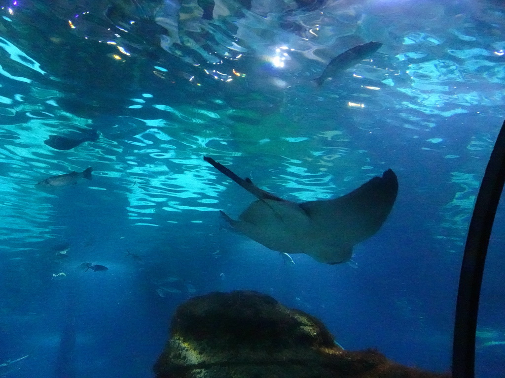 Stingray and other fish at the Oceanarium at the Aquarium Barcelona