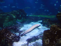 Moray Eel and other fish at the Oceanarium at the Aquarium Barcelona